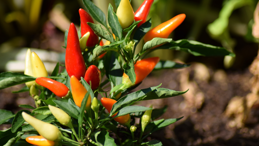 Chili Pepper: An Explosion of Flavor in Italian Cuisine