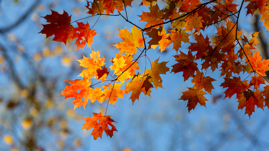 A Taste of October in Italy: Harvest Season and a Pumpkin & Truffle Recipe